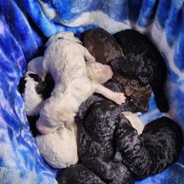 Standard Poodles for Sale in Urbana, oh