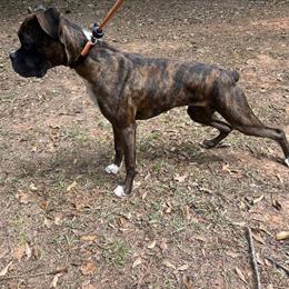 6 Month Female AKC Registered Boxer for Rehoming in Marietta, ga