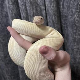 Female Coral Glow Champagne Ball Python for Sale in Detroit, mi