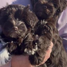 Chocolate Miniature Schnauzer Puppies Available in Lake City, fl
