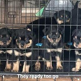 Rottweiler Puppies for Sale in Lansing, mi