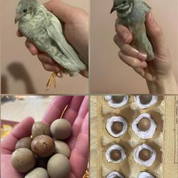 Fertile Silver Button Quail Eggs for Sale in Detroit, mi
