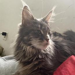 Upcoming Maine Coon Litter Available in Deckerville, mi