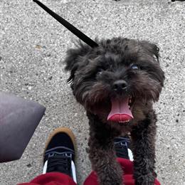 Maltipoo Male Available for Rehoming in Novi, mi