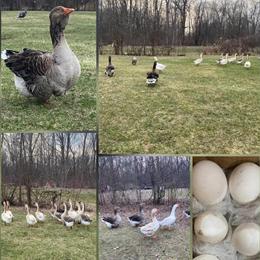 Fertile Mixed Heritage Goose Eggs for Sale in Detroit, mi