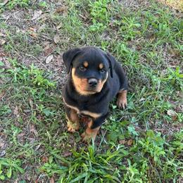 Rottweiler Puppies Available for Deposit in Tampa, fl