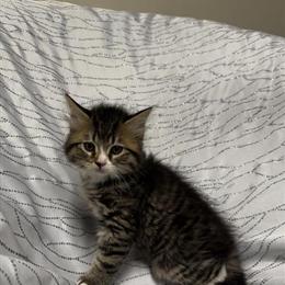 Cute Kittens Available in Chicopee, ma