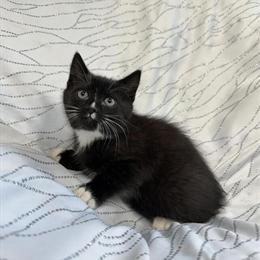 Playful Kittens Available in Chicopee, ma
