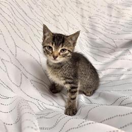Cute 8-Week-Old Kittens Looking for a Home in Chicopee, ma