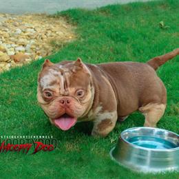 Bully Open for Stud - Chocolate Tri Merle in Atlanta, ga