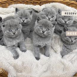 Scottish Fold Kittens Ready for Adoption on April 11 in Antelope, ca
