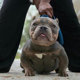Blue Tri Female American Bully in Crestview, fl