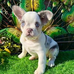 Female French Bulldog - 4 months old in Tomball, tx