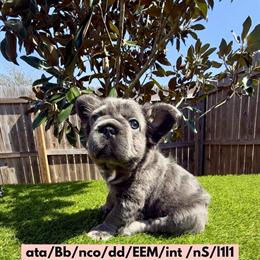 Fluffy Female French Bulldog Puppy for Sale in Tomball, tx