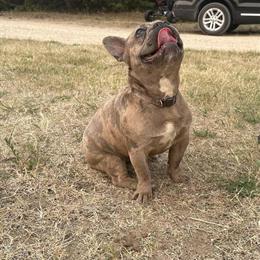 Chocolate Merle Male French Bulldog Looking for a New Home in Grand Rapids, mi
