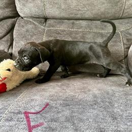 Cane Corso Puppies Available - Ready to Go Home March 26th in Grand Rapids, mi