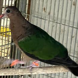 Young Emerald Doves for Sale in San Diego, ca