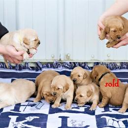 Golden Retrievers Available in Kanawha, ia
