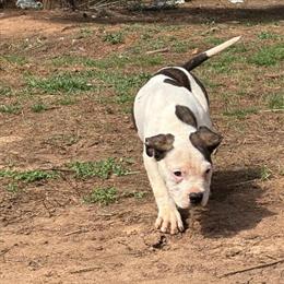 American Bulldog Bully Hybrid Puppies for Adoption in Durham, nc