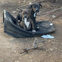 Bulldog Puppies for Rehoming in Durham, nc