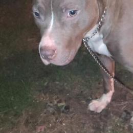 Beautiful Female Pit Bull for Sale in Batavia, oh