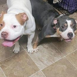 American Bully Puppies from Lock Jaw Kennel in Batavia, oh