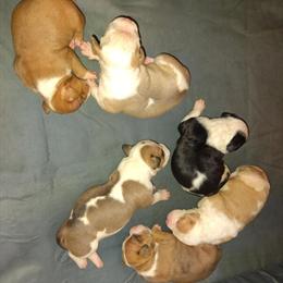 American Bully Puppies Ready for Forever Homes in Batavia, oh