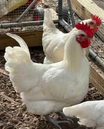 American Bresse Day Old Chicks Available From Select Breeding Pens in Augusta, GA