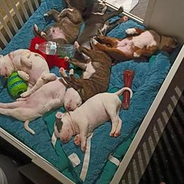 Bully puppies ready for new homes in Danville, il