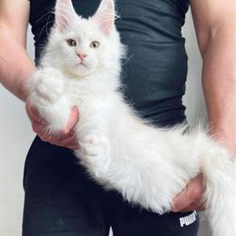 Maine Coon Kittens Available in Michigan, Indiana, Ohio, and Illinois in Battle Creek, mi