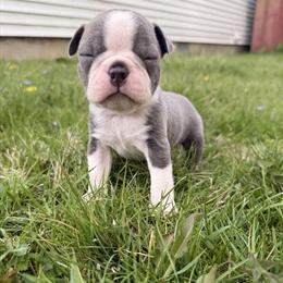 Boston Terriers Available for Adoption in Columbus, oh