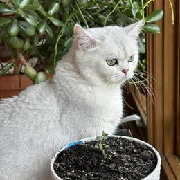 British Shorthair Cat for Rehoming in Belchertown, ma