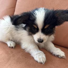 Papillon Puppies Available in Hudson, fl