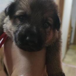 German Shepherd Puppies Available in Milwaukee, wi