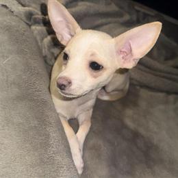Chihuahua Puppy for Adoption in Charlotte, nc
