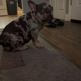 Quality Female French Bulldog for Sale in Evansville, in