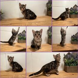 Bengal kitten for adoption in Harrisburg, pa