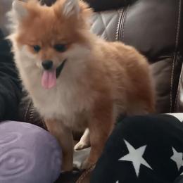 Pomeranian Puppies Available - 5 Total, 3 Males and 2 Females in Williamstown, nj