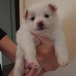 Pomeranian Puppies Available in Williamstown, nj