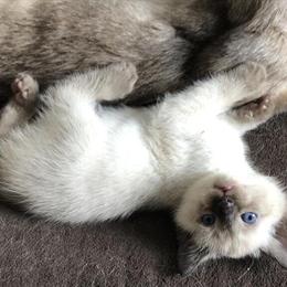 Siamese Kittens Ready for New Homes in Watertown, wi
