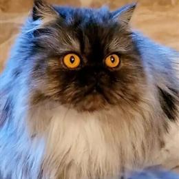 Beautiful Black Smoke Female Cat with Breeding Rights Available in Lynchburg, va