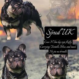 Merle Studs Available with Unique Color Carriers in Albany, ny