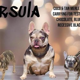 French Bulldog Puppies Available - Males and Females in Albany, ny