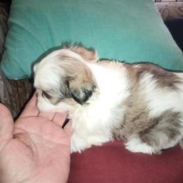 Shorkie puppy boy ready at 8 weeks in Jackson, mi