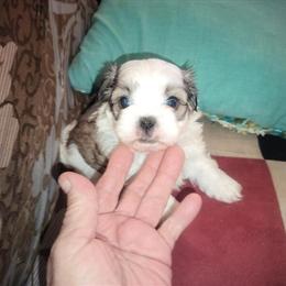 Shorkie puppy boy ready at 8 weeks in Jackson, mi