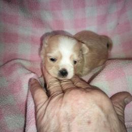 Shorkie puppy girl ready at 8 weeks in Jackson, mi