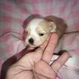 Shorkie puppies ready to go at 8 weeks in Jackson, mi