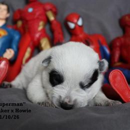 AKC Australian Cattle Puppies Available for Deposit in Fredericktown, oh