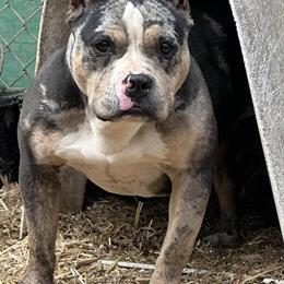 Pocket Female Black Tri Merle in Louisville, ky