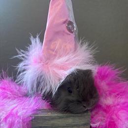 Pedigreed English Angora Bunnies Ready Mid April in Loveland, oh